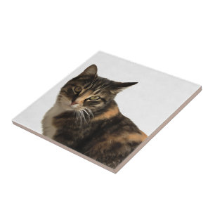 Azulejo De Cerâmica Tabby Cat Retrato Artístico Em Fundo Branco