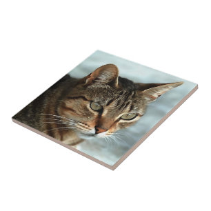 Azulejo De Cerâmica Tabby impressionante Cat CloseUp Retrato Artístico