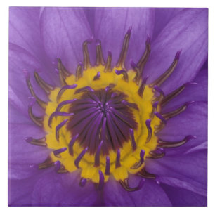 Azulejo De Cerâmica Tailândia, Banguecoque, Lótus roxo e amarelo