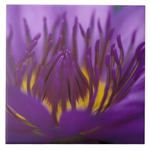 Azulejo De Cerâmica Tailândia, Banguecoque, Lótus roxo e amarelo 2