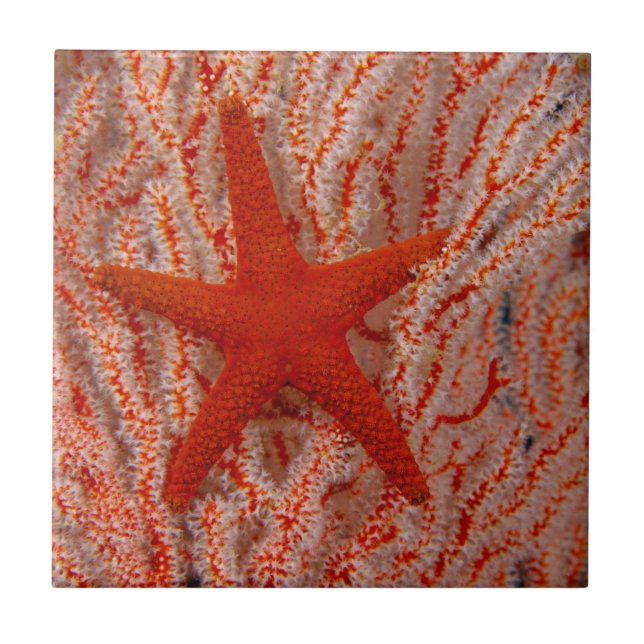 Azulejo De Cerâmica Tailândia, Sea Star Aka Starfish (Frente)