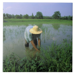 Azulejo De Cerâmica Tailândia, Sukhothai. Agricultor de arroz. SR.