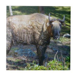Azulejo De Cerâmica Takin, animal nacional do Butão - Himalaya, Ásia