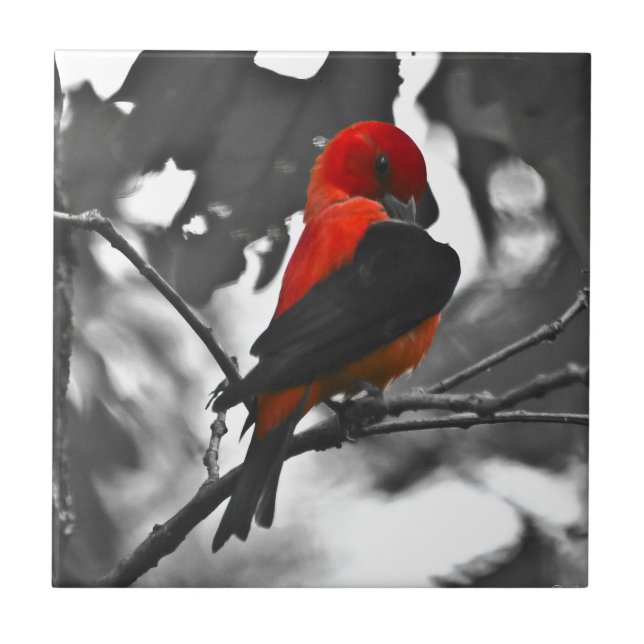 Azulejo De Cerâmica Tanager Escarlate Macho (Frente)