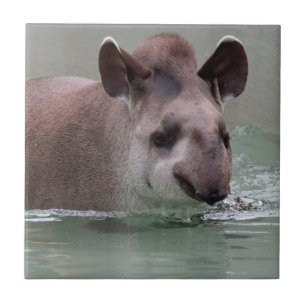 Azulejo De Cerâmica Tapir_2015_0101