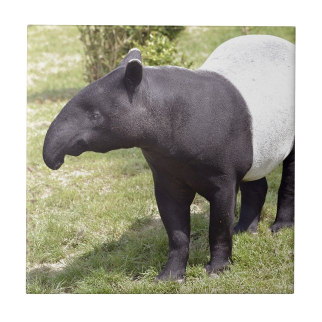 Azulejo De Cerâmica Tapir Malayan na grama (Frente)