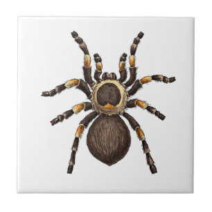 Azulejo De Cerâmica Tarantula