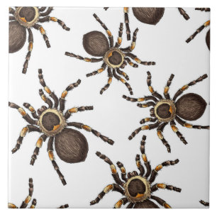 Azulejo De Cerâmica Tarantula em branco