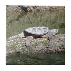 Azulejo De Cerâmica Tartaruga-aligator