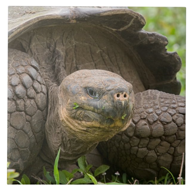 Azulejo De Cerâmica Tartaruga gigante (Frente)