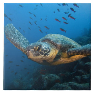 Azulejo De Cerâmica Tartaruga Negra (Chelonia agassizi)