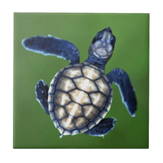 Azulejo De Cerâmica Tartaruga verde-bebê