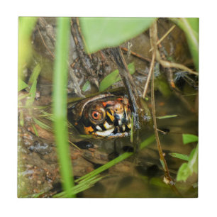 Azulejo De Cerâmica Tartarugas e girinos