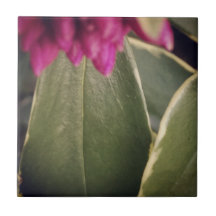 Telha Daphne da flora