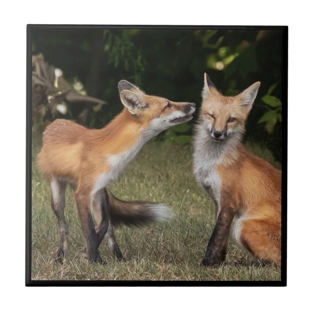 Azulejo De Cerâmica Tem um Minto? (Frente)