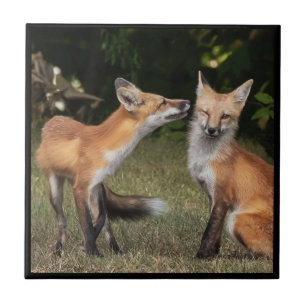 Azulejo De Cerâmica Tem Uma Casa?