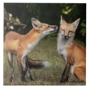 Azulejo De Cerâmica Tem Uma Casa?