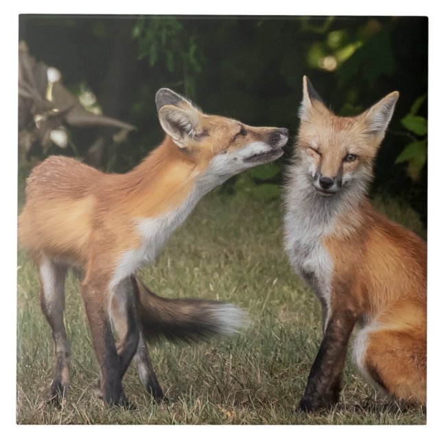 Azulejo De Cerâmica Tem Uma Casa? (Frente)