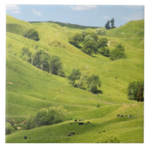 Azulejo De Cerâmica Terra agrícola perto de Gisborne, Nova Zelândia