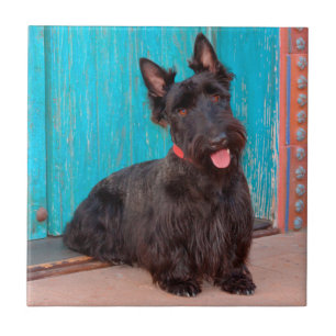 Azulejo De Cerâmica Terrier Escocês sentado ao lado de uma porta color