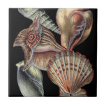 Azulejo De Cerâmica Tesouros do mar<br><div class="desc">Esta impressão de arte mostra as coisas mais finas na natureza dentro do oceano. Encontre todos os diferentes tipos de vida marinha nesta imagem, incluindo uma Conch Seashell, Sand Dollares, e Recifes enterrados no fundo do mar. Esta coleção de arte é uma coleção que deve ter nos seus próximos produtos...</div>