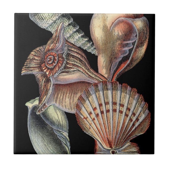 Azulejo De Cerâmica Tesouros do mar (Frente)