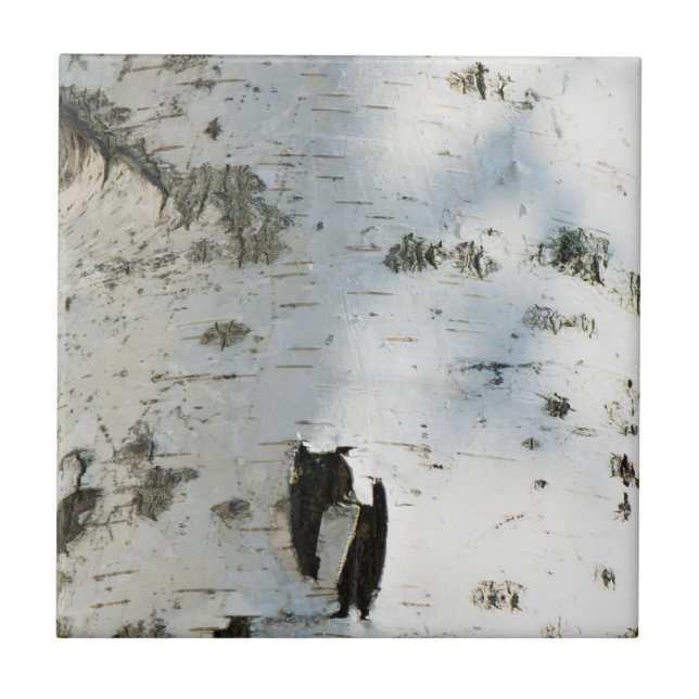 Azulejo De Cerâmica Teste padrão do latido de vidoeiro (Frente)