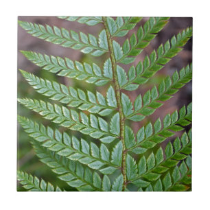 Azulejo De Cerâmica Teste padrão verde da folha da samambaia