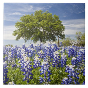 Azulejo De Cerâmica Texas bluebonnets(lupinus texensis) e carvalho