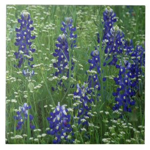 Azulejo De Cerâmica Texas, Lago Buchanan. Texas Bluebonnet e Selvagem