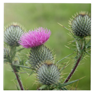 Azulejo De Cerâmica Thistle, flor nacional da Escócia