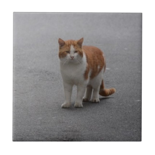 Azulejo De Cerâmica Thomas Ginger E Gata Branca (Frente)