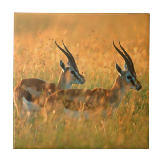 Azulejo De Cerâmica Thomson's Gazelle (Gazella Thomsonii) No Dawn (Frente)