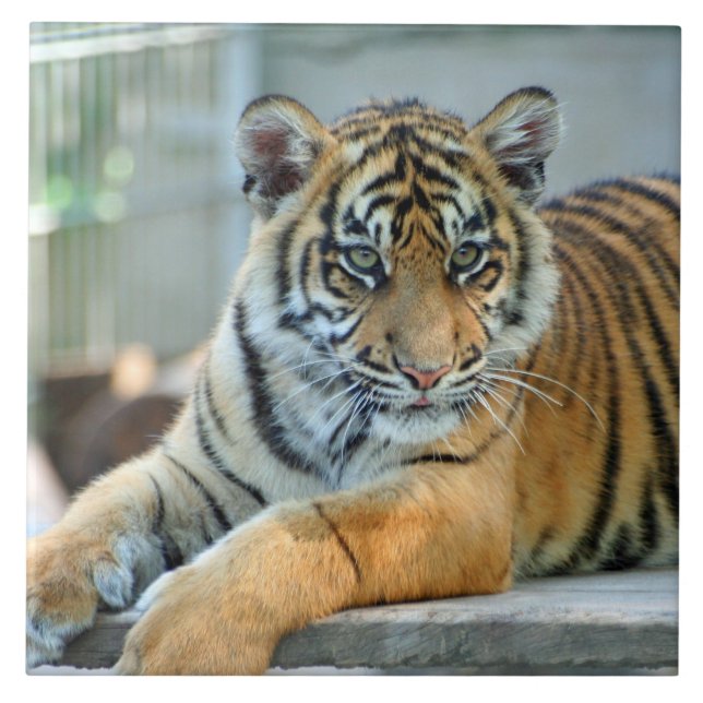 Azulejo De Cerâmica Tiger 034 (Frente)