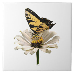 Azulejo De Cerâmica Tiger Swallowtail na Zinônia Branca