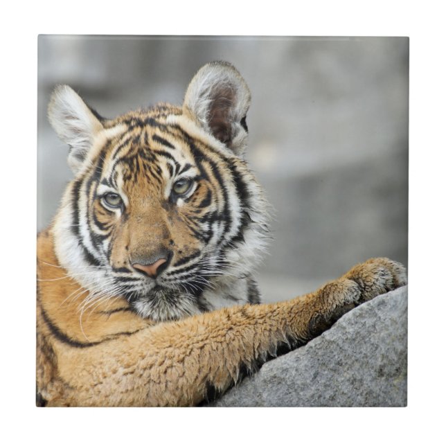 Azulejo De Cerâmica Tigre017 (Frente)