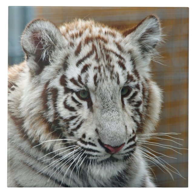 Azulejo De Cerâmica Tigre20151001 (Frente)