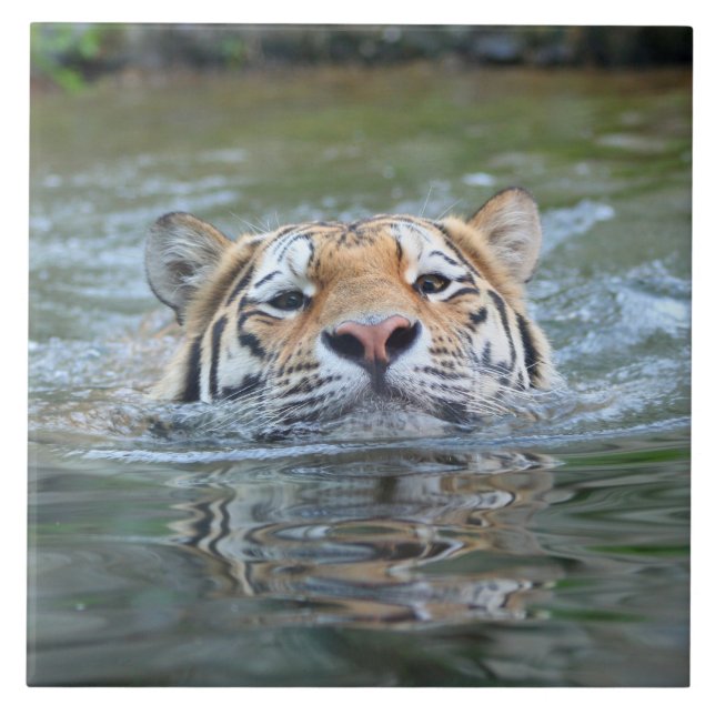 Azulejo De Cerâmica Tigre20160201 (Frente)