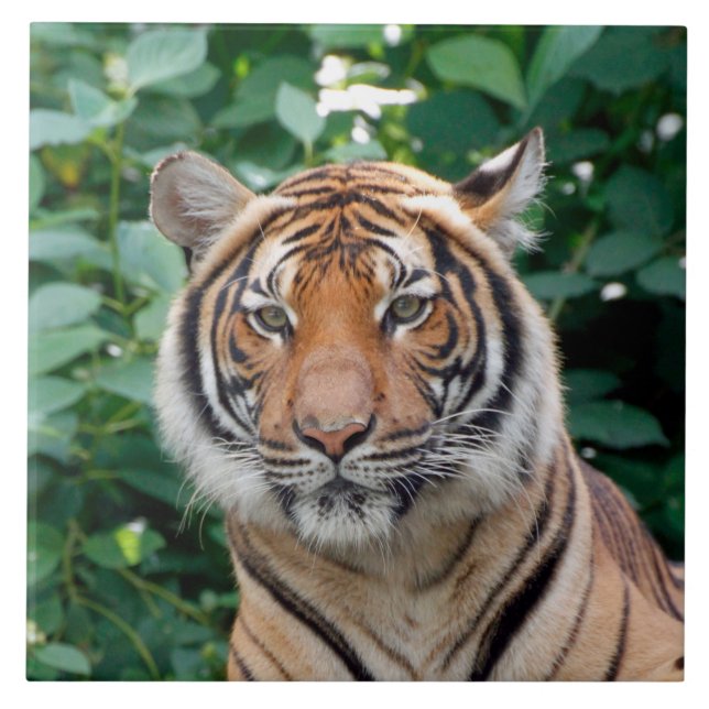 Azulejo De Cerâmica Tigre 001 (Frente)