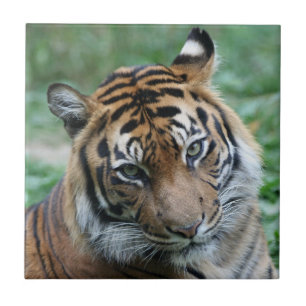 Azulejo De Cerâmica Tigre 012
