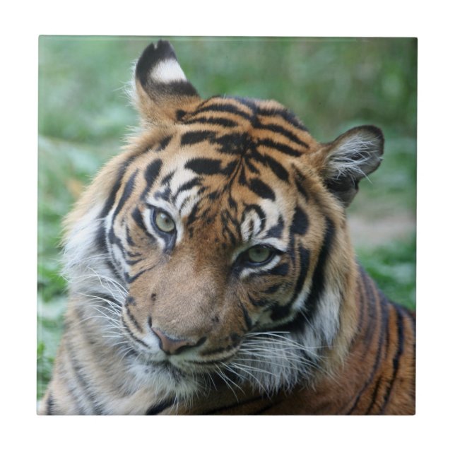 Azulejo De Cerâmica Tigre 013 (Frente)