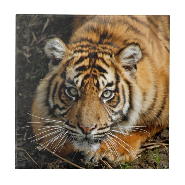 Azulejo De Cerâmica Tigre 037 (Frente)