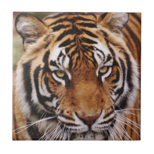 Azulejo De Cerâmica Tigre-de-bengala, Panthera tigris