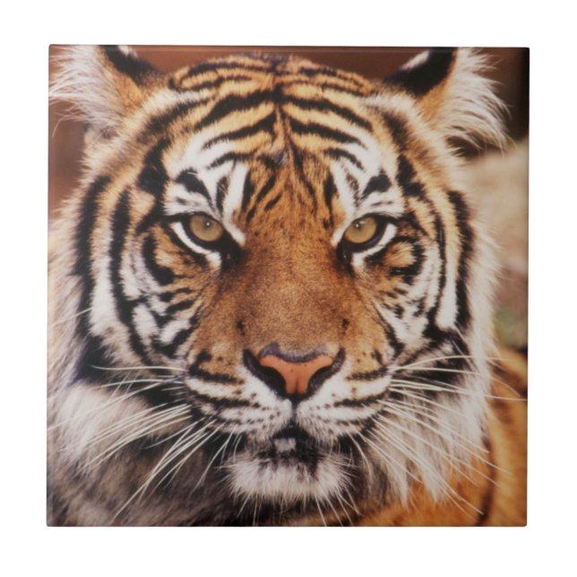 Azulejo De Cerâmica Tigre-de-sumatra (Frente)