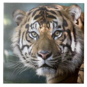 Azulejo De Cerâmica Tigre-de-sumatra macho (Panthera tigris sumatrae)
