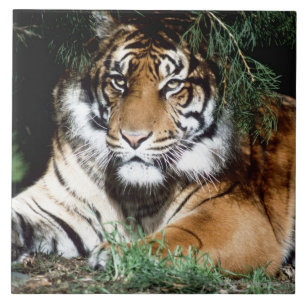 Azulejo De Cerâmica Tigre que aprecia a máscara