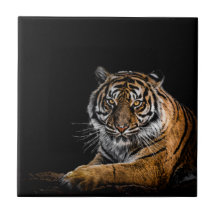 Tigre Selvagem Selvagem Selvagem