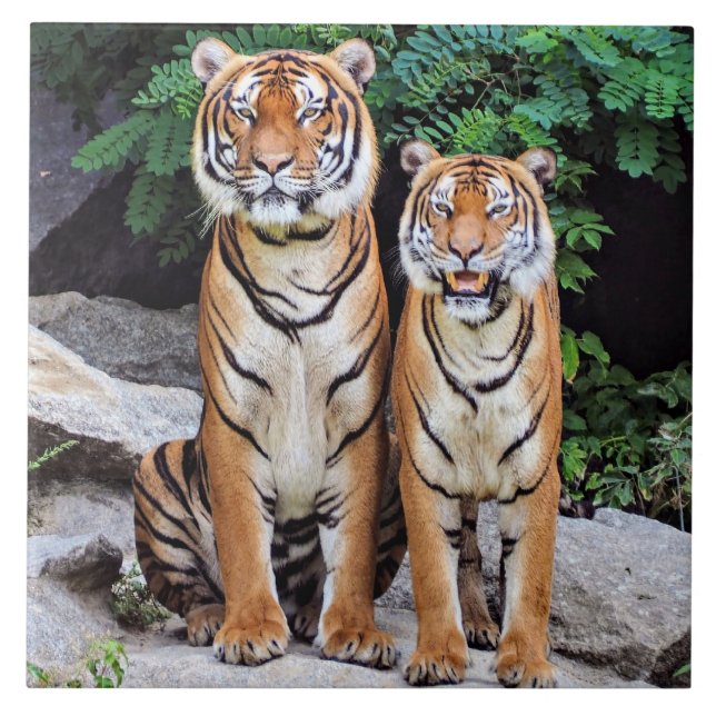 Azulejo De Cerâmica Tigres, macho e fêmea, (Frente)