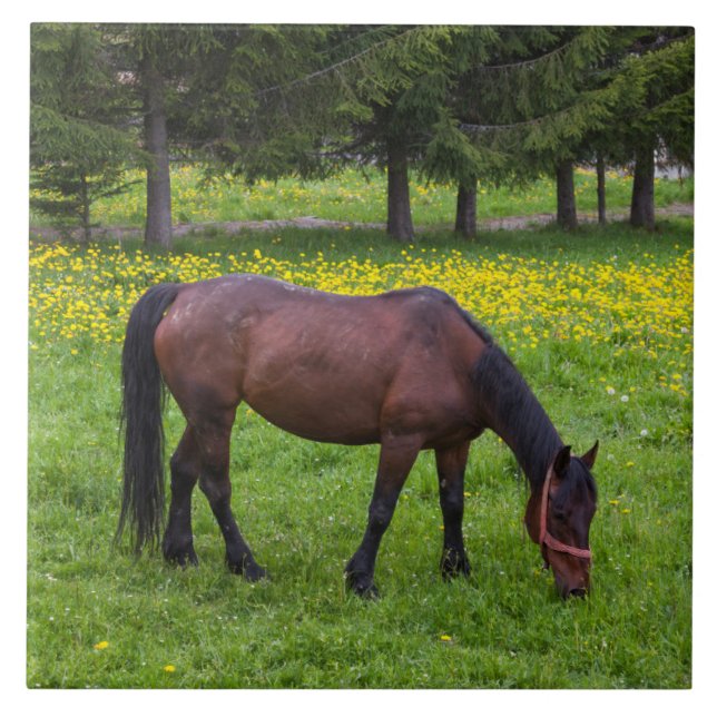 Azulejo De Cerâmica Tihuta Pass, Cavalo em Pastura (Frente)