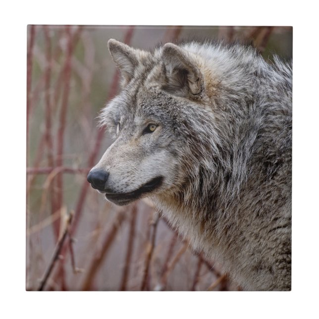 Azulejo De Cerâmica Timber Wolf  (Frente)